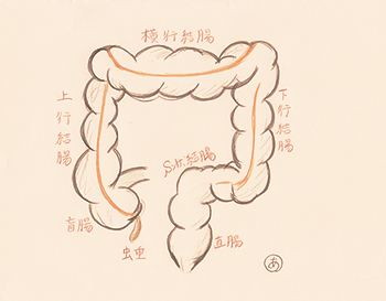 colon-rectum