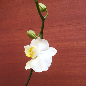 orchid-3
