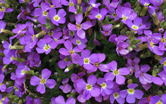 purpleflws