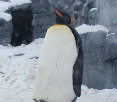 penguin1702
