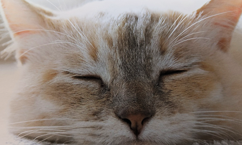 sleepingcat