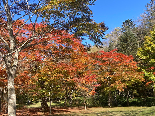 kouyo