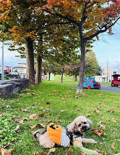 pumpkindog