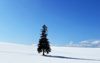 wintertree