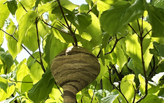 honeycomb