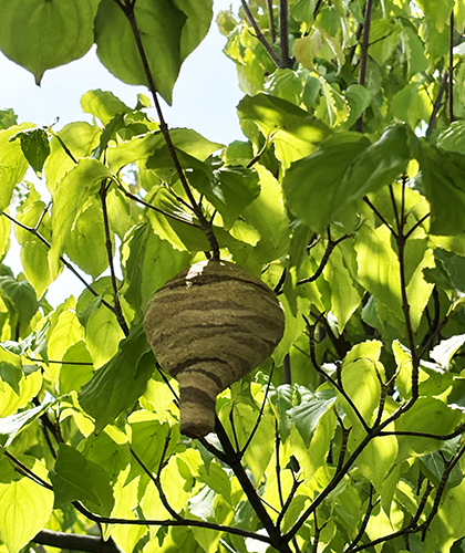 honeycomb