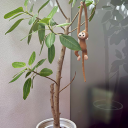 houseplants