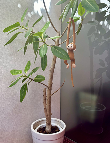 houseplants