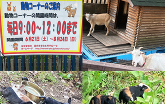 mikahoanimal2025