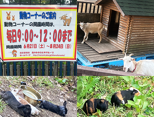 mikahoanimal2025