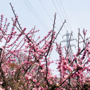 hiraokapark ume