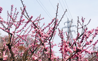 hiraokapark ume