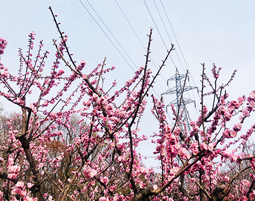 hiraokapark ume