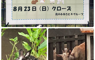 mikahoanimal2026
