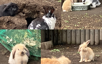 mikaho rabbit