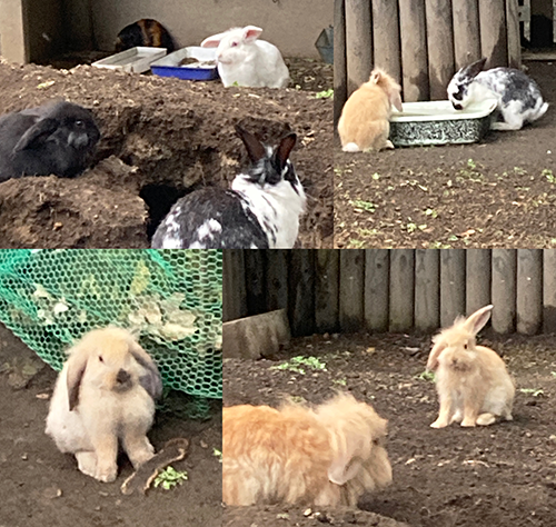 mikaho rabbit