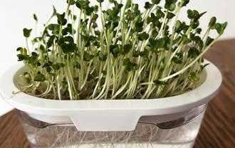 sprout