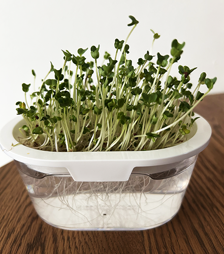 sprout
